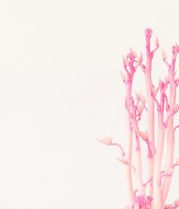 Abstract herbal wellness composition with neon pink accents