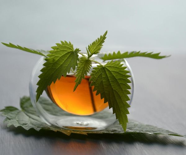 Herbal tea and natural environment represent wellness routine